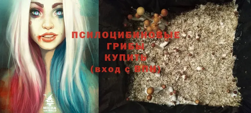 blacksprut как зайти  Дивногорск  Галлюциногенные грибы Psilocybine cubensis 